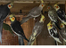 Ringnecks lovebirds cocktails