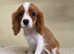 CAVALIER KING CHARLES PUPS KC REG READY NOW