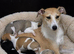 3/4 whippets 1/4 lurcher