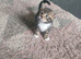 Adorable Kittens &pound;80