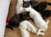 2 Maine coon kittens 8.5 weeks old