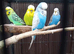 3 x budgies for sale with nice cage