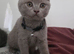 Pedigree BSH short hair