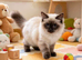 Stunning ragdolls