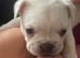 Frenchies for sale