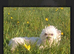 Quality stud stunning Korean Maltese very small teddy face