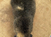 **RESERVED** Teddy Boar (Pure & Proven)