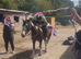 Safe and Easy 15hh Mothers Dream Dream Cob