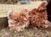 Frizzle feathered Pekin girls