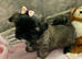 Miniature Imperial shih tzu puppies