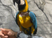 Tame Talking Blue and gold Macaw Parrot