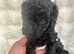 Beautiful Toy Poodle both males
