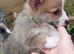 Pedigree IKC Red & White Pembroke Welsh Corgi Male Pups from Champion lines