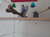 Pair of budgies for sale