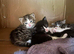 Kittens are 6 weeks old and eat on their own, they no longer need milk from their mother.