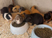 Baby guinea pigs
