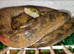 Amazon Tree Boa for sale