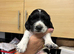 Male sprocker puppy