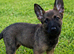 Belgian Maliois x German Shepherd Puppies