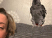 Rodney the vocal grey
