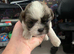 Shihtzu puppies for sale