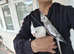 Super hand tamed cockatiels for sale