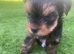 Miniature Yorkshire terrier