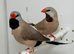 Beautiful pair of Shaft tail grass finches