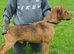 Bedlington x Lakeland terrier last male puppy left