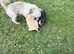Shih tzu cross show cocker spaniel pups