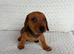 Dachshund puppies 3 boys 3 girls