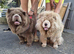 Lilac chow chow stud