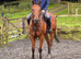 16hh gelding 4 yr old