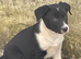 Collie x Kelpie pups