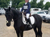 Stunning 13.2hh competition pony