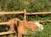 32” cream dun and white registered mare