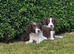 Sprollie pups