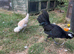 Polish cockerel for sale