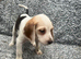 Beautiful Beagle Puppies