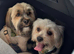 Lhasa Apso puppies