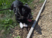 Urgent Loving Home Needed For Beautiful Boy