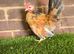Serama Cockerel growers