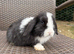 Pure bred Mini lops