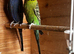 Black face budgies