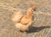 Brahmas,Pekin bantams and USA silkies available