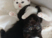 1 male bsh x bengal  available ,mum is full lilac bsh