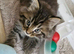 Ragdoll Mix kittens. Possible delivery**