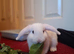 Female 8 week old Rabbit