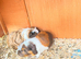 Small male Rabbit and two Guinea Pigs available