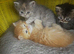 Persian kittens